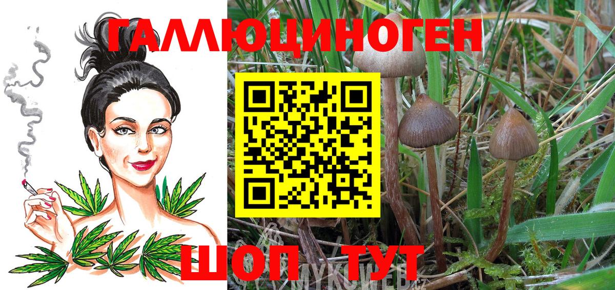 Псилоцибиновые грибы Psilocybe Кудрово